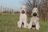 BEDLINGTON TERRIER 171